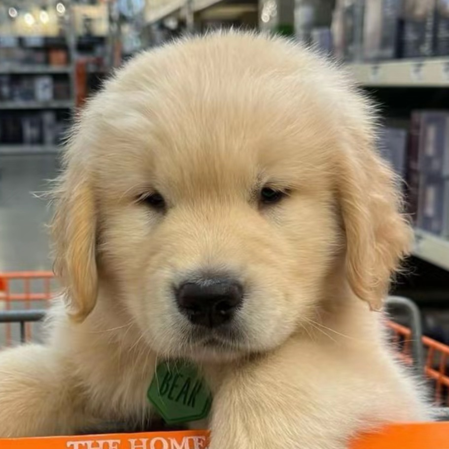 noky