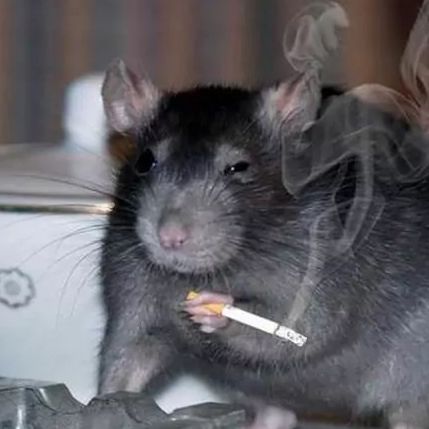 fenvicious
