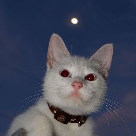 --laser