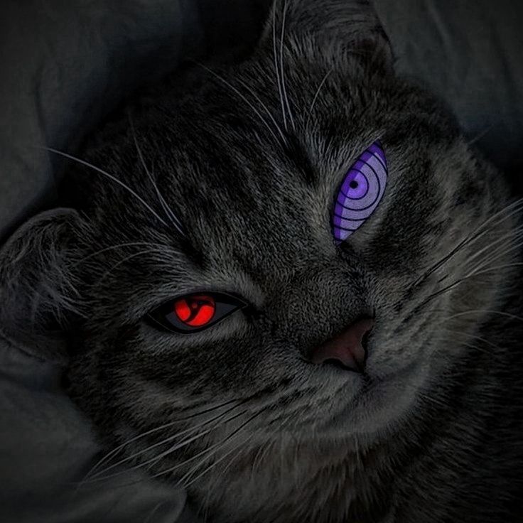 -z1rk-