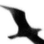 SeagullJohn