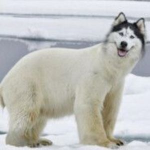 HuskyBear