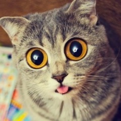 Oullu
