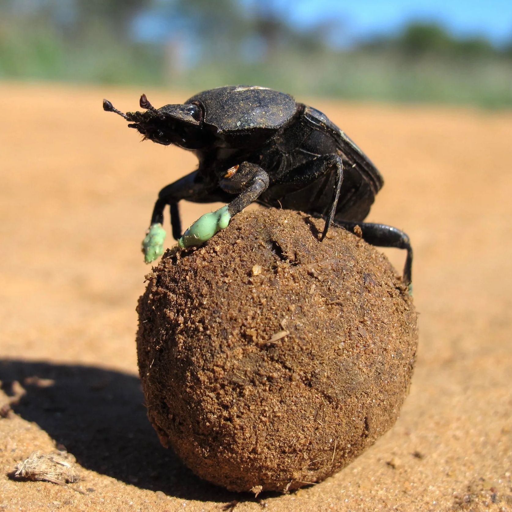 DUNG