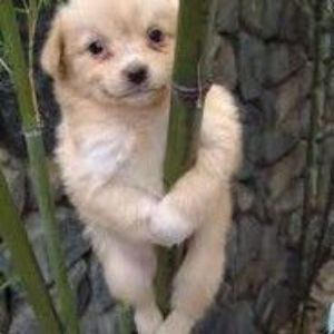 KoalaHund26