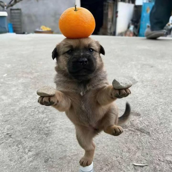 GoofyBlud