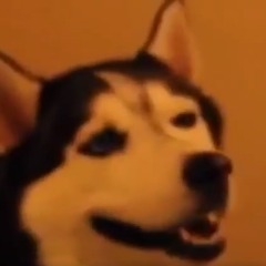 pdy-