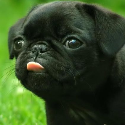 pugdog123