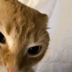CatS Decision