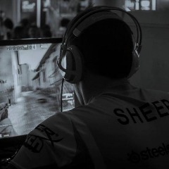 sheep_-