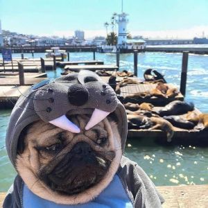 Goon_Baboon