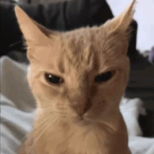 FatCatPeek