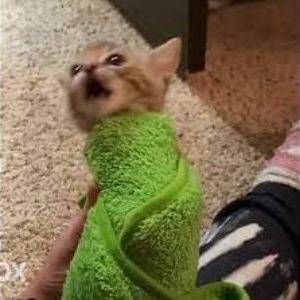 GlizzieGobblers