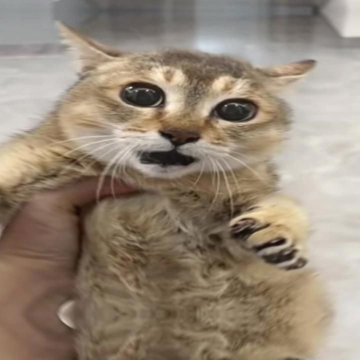 zibsonfn