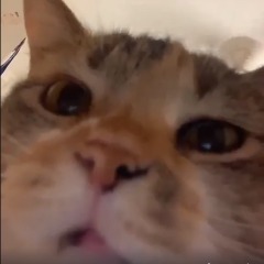 wrutaz