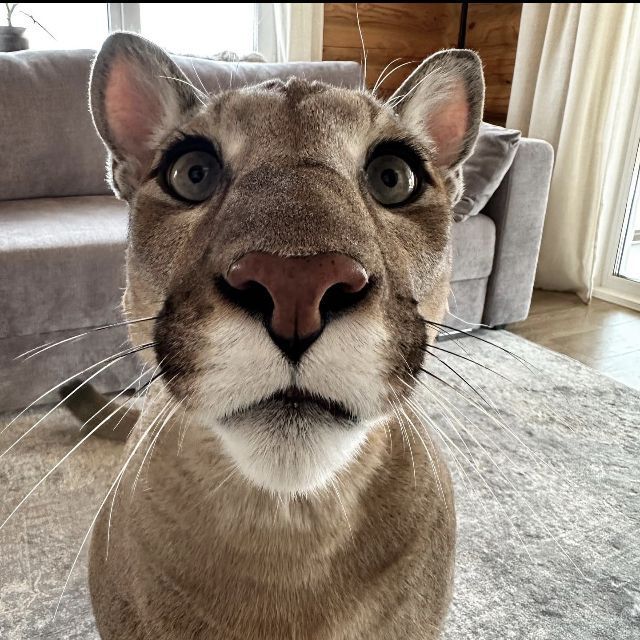 NvPuMa