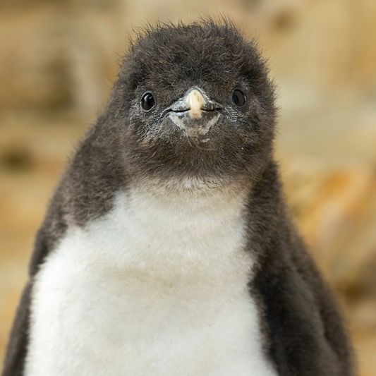 Flynnguin