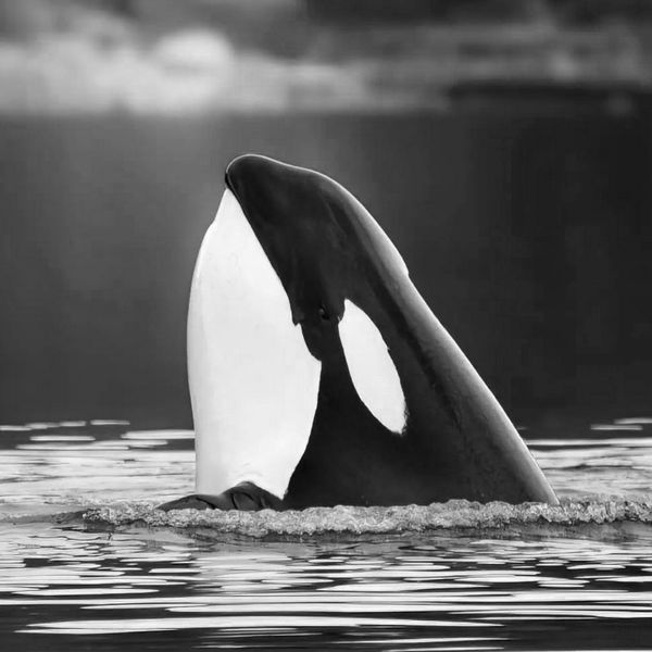 ORCA-