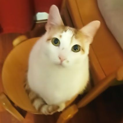 R4catak
