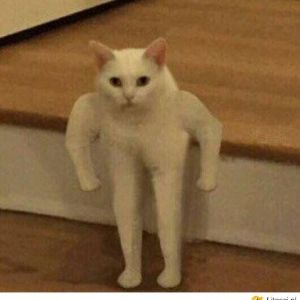 Eaten_Cat