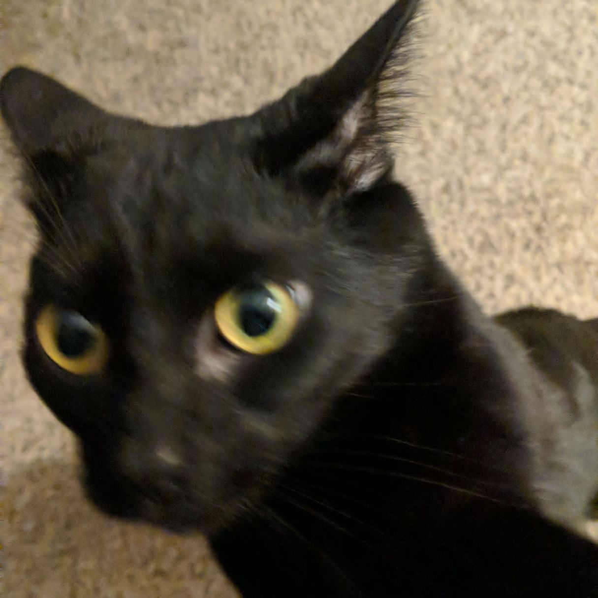 Leeko