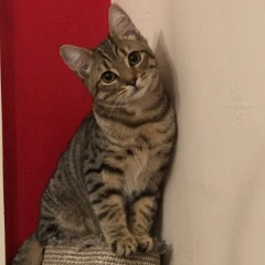 GotHyper