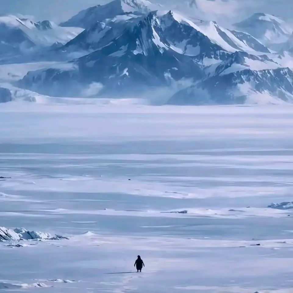 BluePenguin