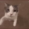 meowser