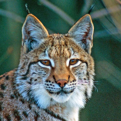 _Lynx-