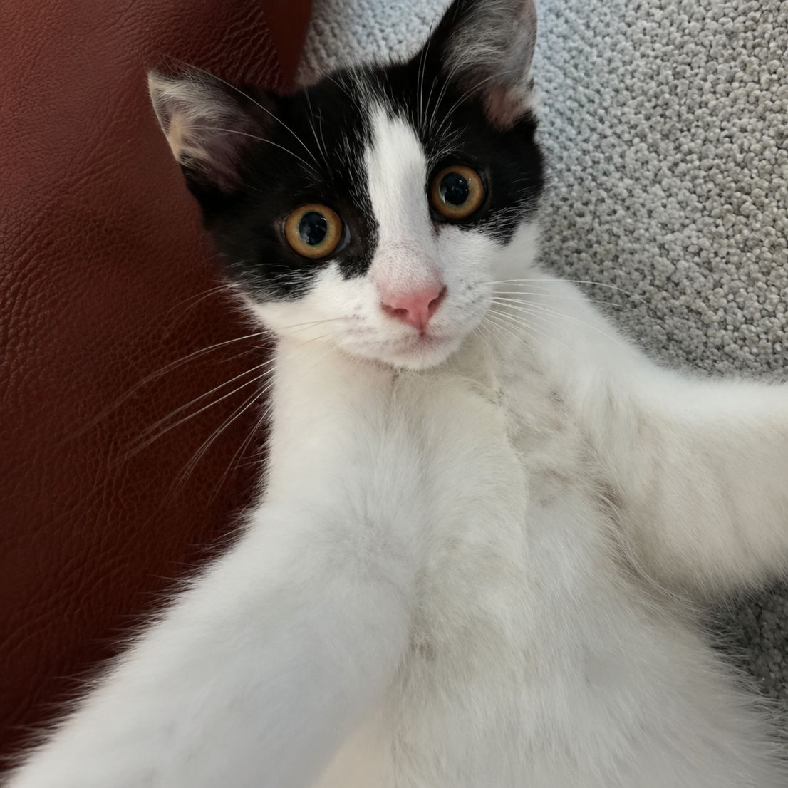 My Cat Is IGL