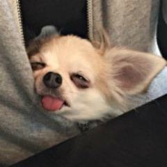 Sunvon