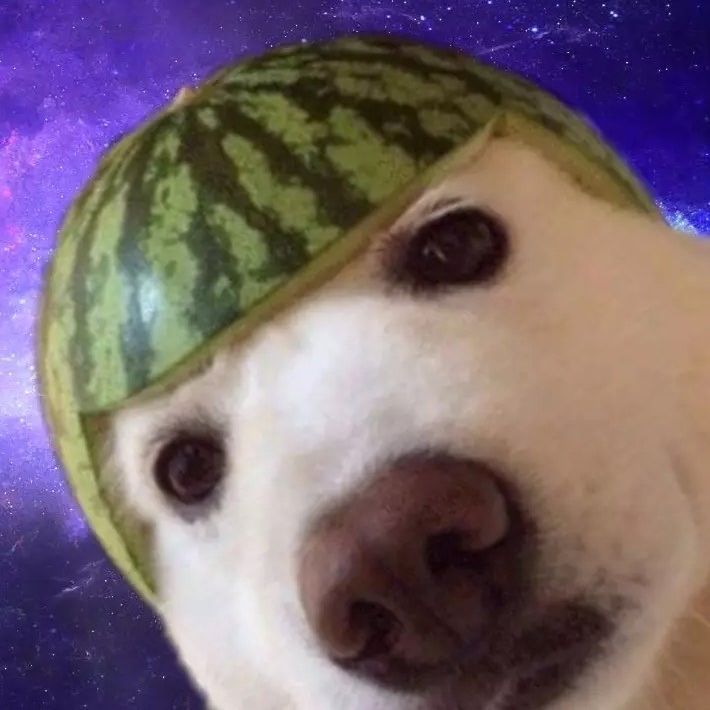LifeDog