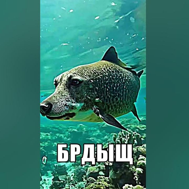 gormiks