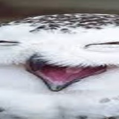 yusal