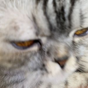 optimizator