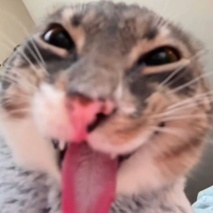 meowgli
