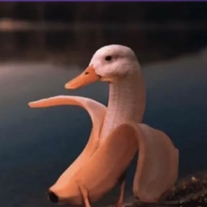 duck crew