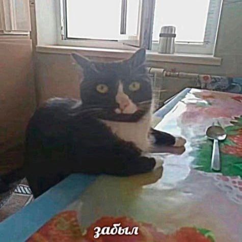 yatsko