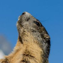 MarvinMarmot