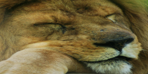 LioNyzer