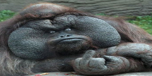 Janaska