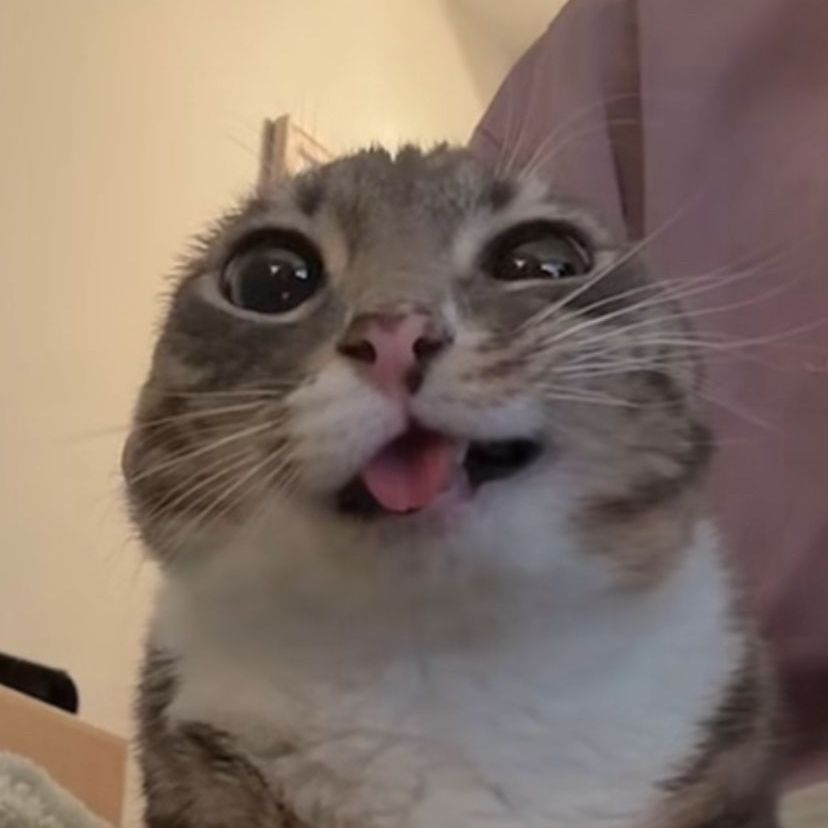 Kotu4