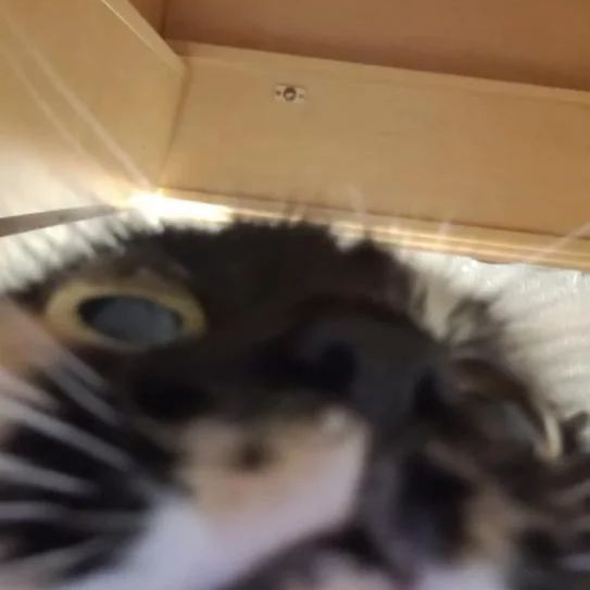 -mogi