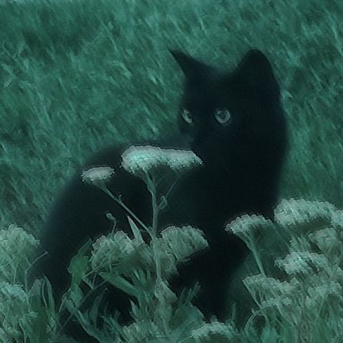 -Cat