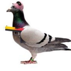 FLOCKwGLOCK