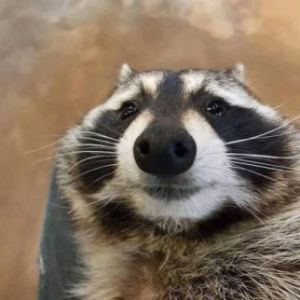 asbestospeek