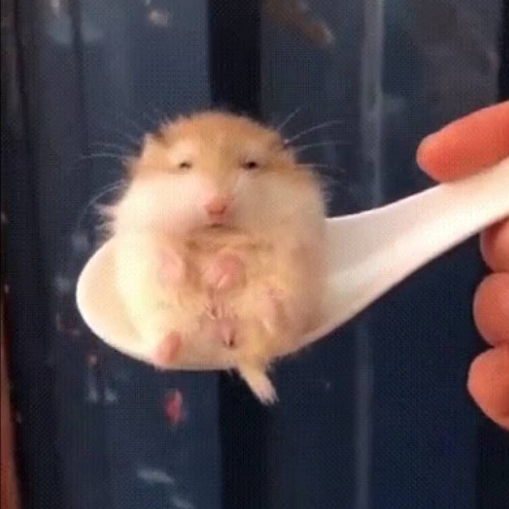 Soup Spoon Hamster