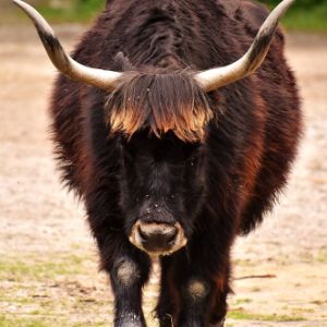 aueroxe