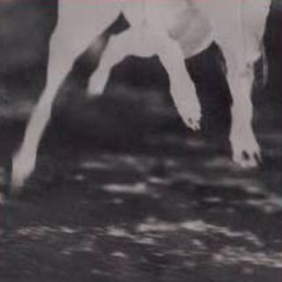 BORZOI