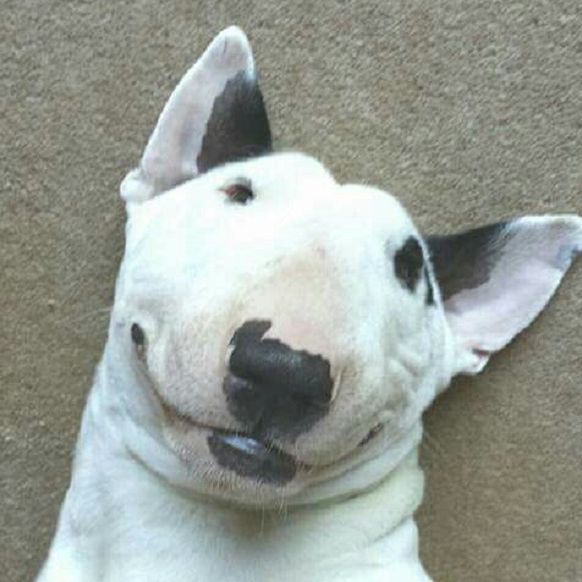 corvuuuus